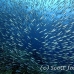 fusilier_bluestreak_cr_gll_h_0177_kom0345.jpg